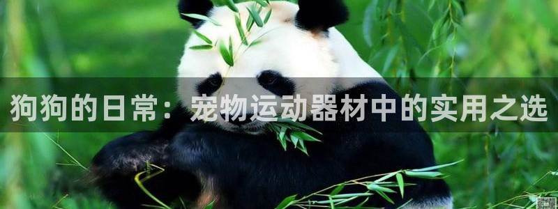 凯捷体育平台注册要钱吗安全吗：狗狗的日常：宠物运动器