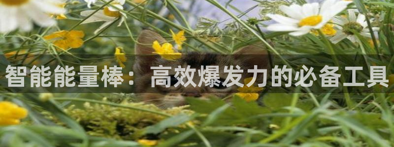 海南凯捷体育：智能能量棒：高效爆发力的必备工具